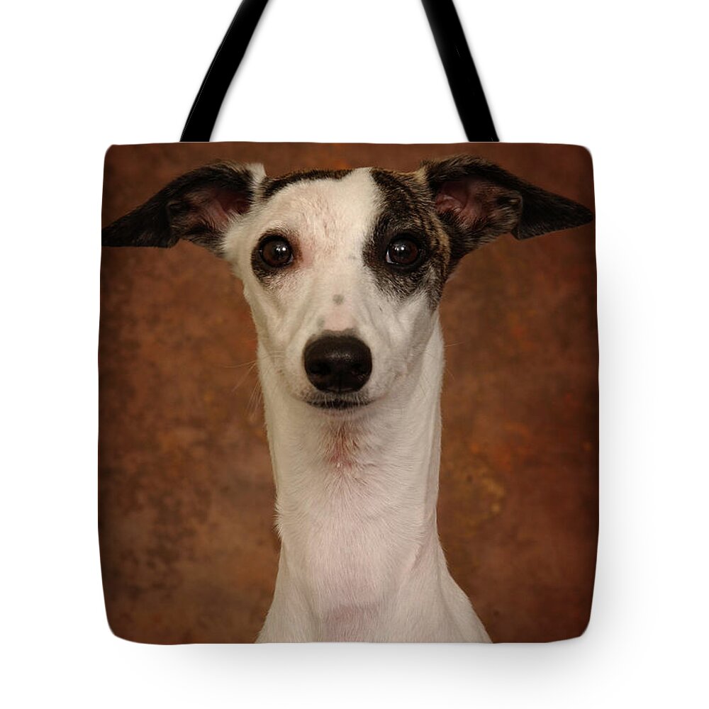 Whippet Tote Bag featuring the photograph Young Whippet by Greg and Chrystal Mimbs