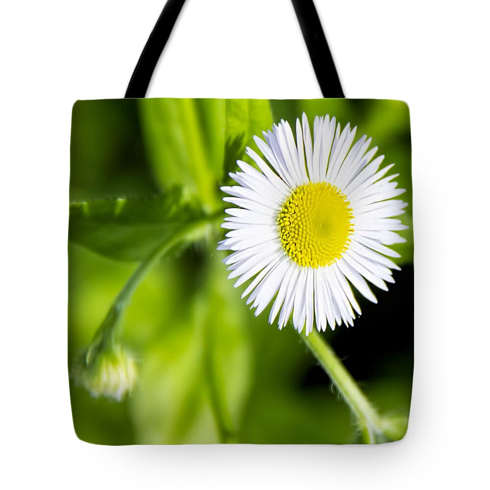 Flower Tote Bag featuring the photograph You're a daisy if you do by Pat Cook