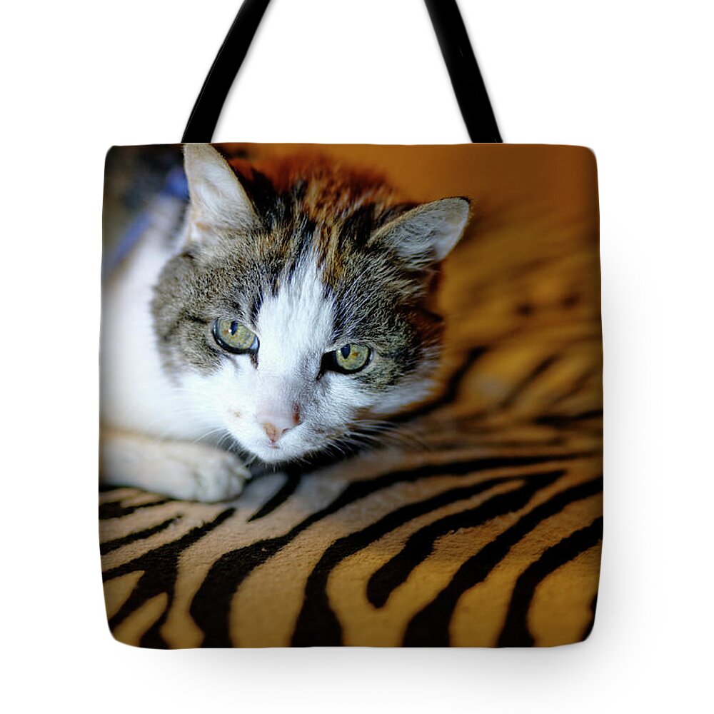  Tote Bag featuring the photograph Zebra Cat by Carl Wilkerson