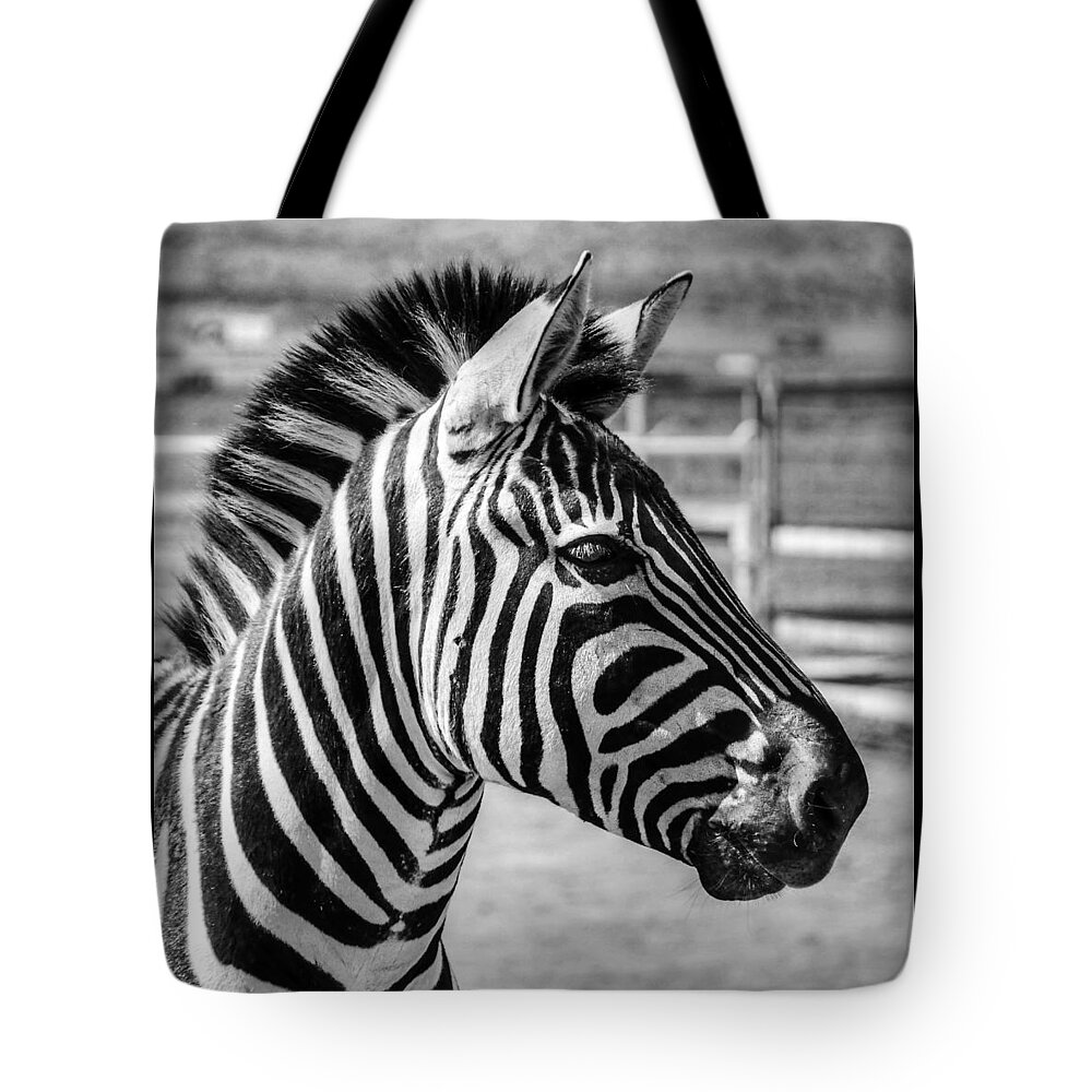 Zebra Tote Bag featuring the photograph Zebra by Geraldine Alexander