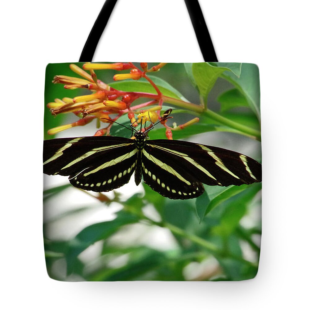 Butterfly Tote Bag featuring the photograph Zebra longwing Butterfly by Bess Carter