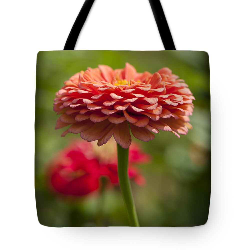 Beallesville Tote Bag featuring the photograph Zinnia portrait by Brian Green