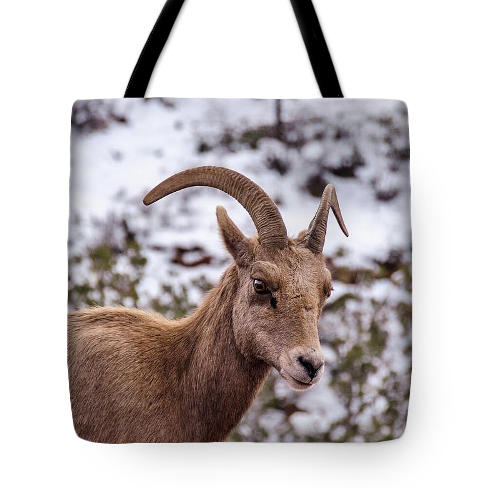 Bighorn Tote Bag featuring the photograph Zion Bighorn Sheep close-up by Gaelyn Olmsted