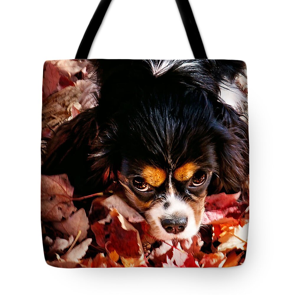 Tri Colored Cavalier King Chalres Spaniel Tote Bag featuring the photograph Zoey - Look Into My Eyes by Gwen Gibson