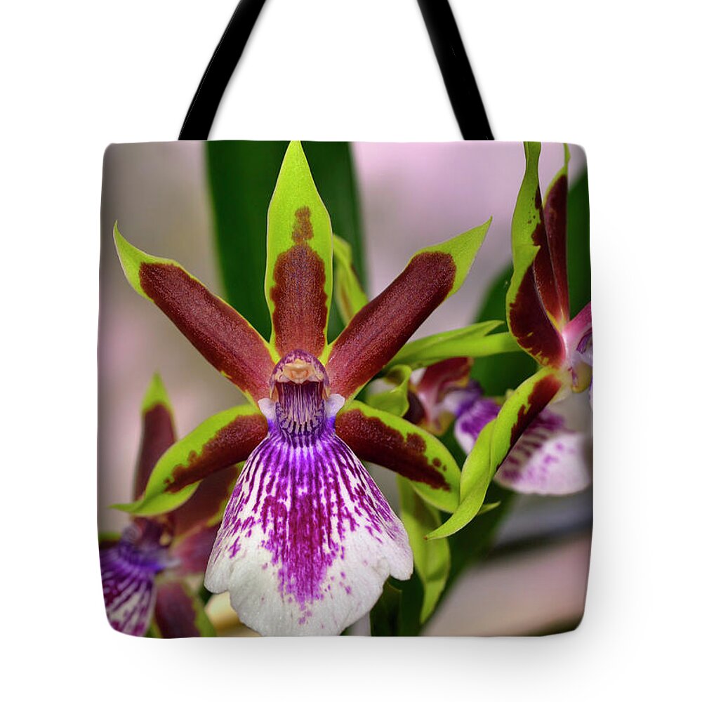 Orchid Tote Bag featuring the photograph Zygolum Louisendorf - Rhine Clown Orchid 005 by George Bostian