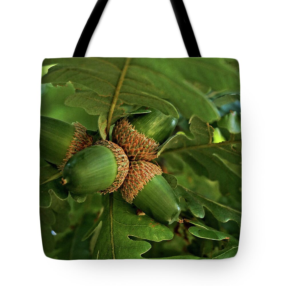 Acorn Tote Bag featuring the photograph Acorn close up by Martin Smith