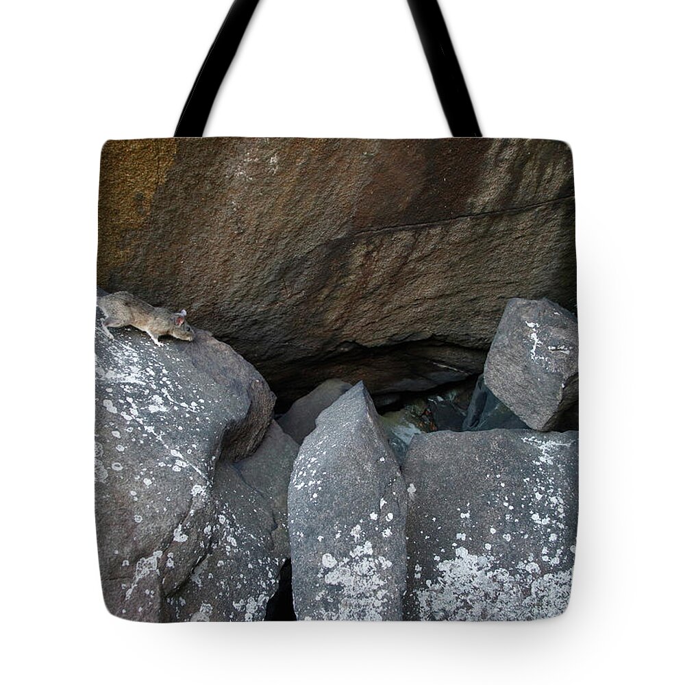 Allegheny Woodrat Tote Bag featuring the photograph Allegheny Woodrat In Habitat by David Kenny