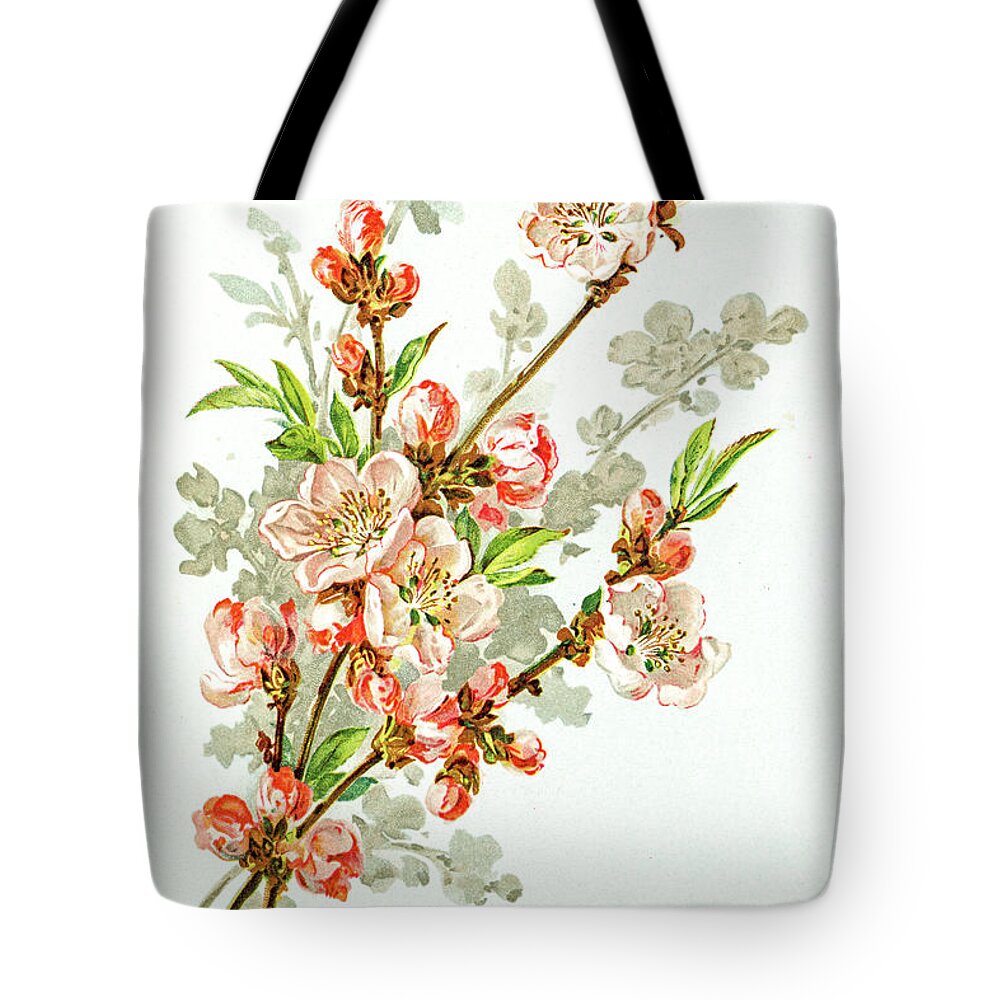 Cherry Tote Bag featuring the digital art Apple Blossom 19 Century Illustration #1 by Mashuk