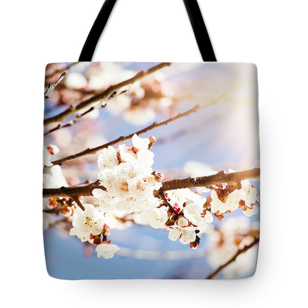 Apricot Tote Bag featuring the photograph Apricot Blossoms Flower On Wild Spring #1 by Franckreporter