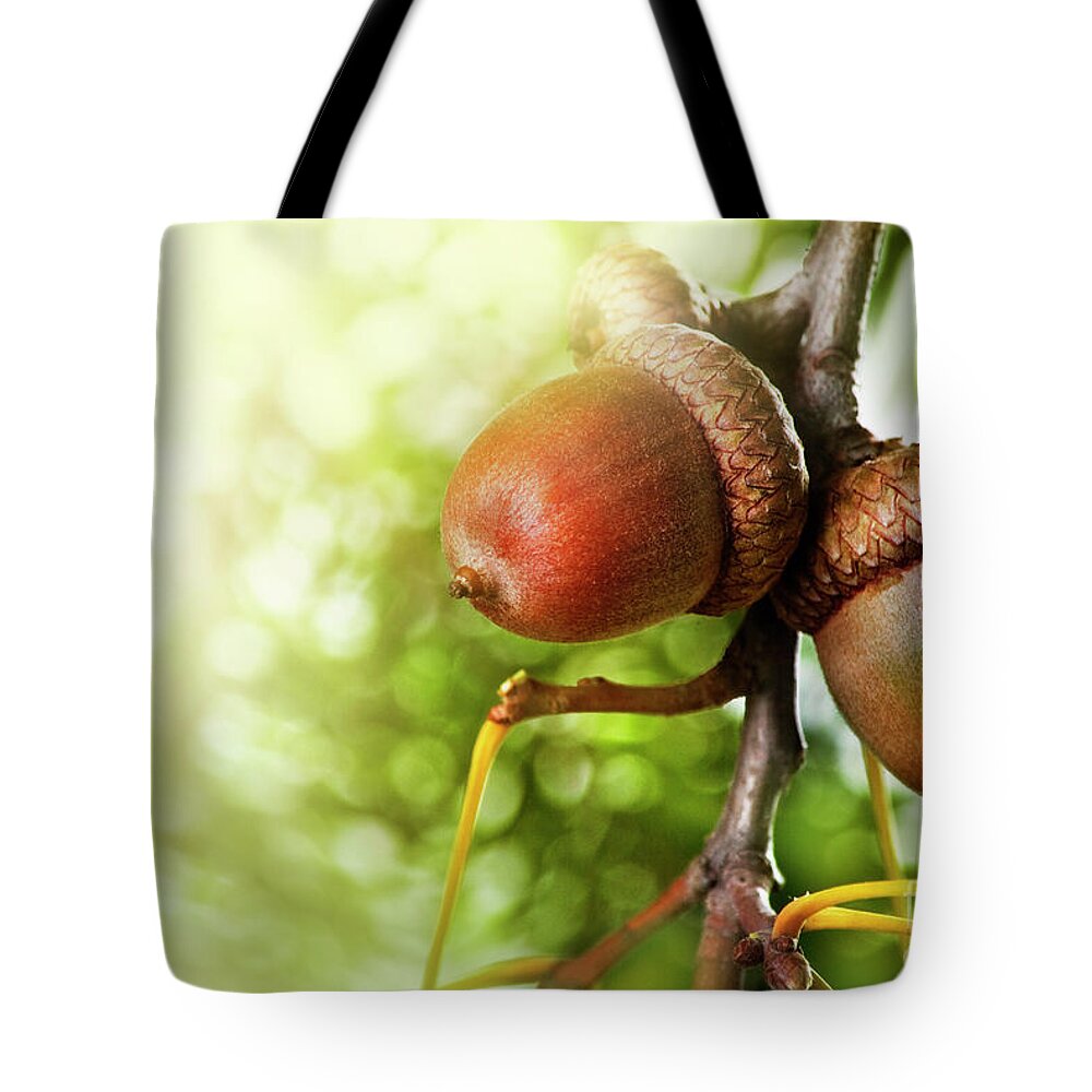 Oak Tote Bag featuring the photograph Autumn concept #1 by Jelena Jovanovic