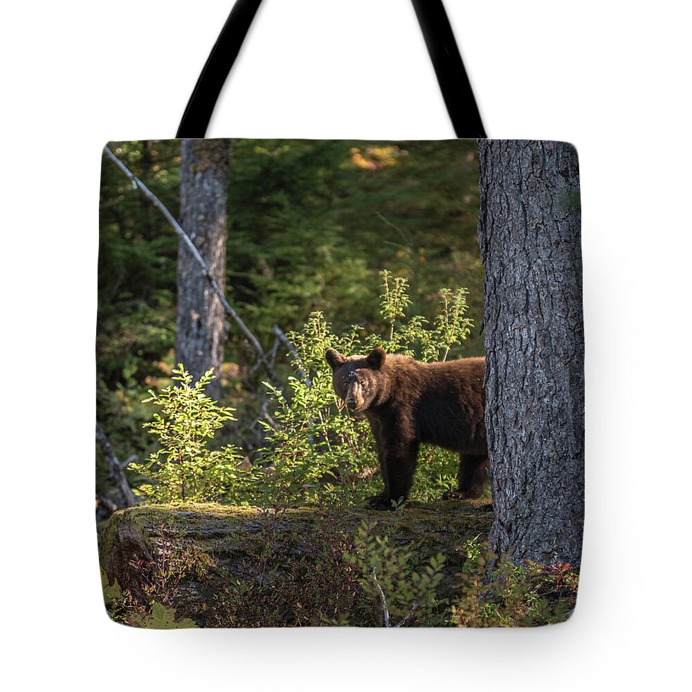 Bear Tote Bag featuring the photograph Bear by David Kirby