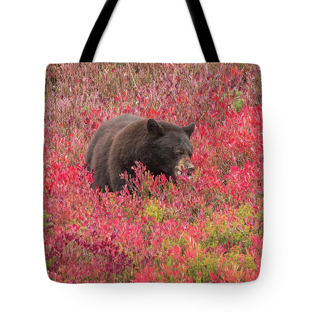 Black Bear Tote Bag featuring the photograph Berries for the Bear by E Faithe Lester