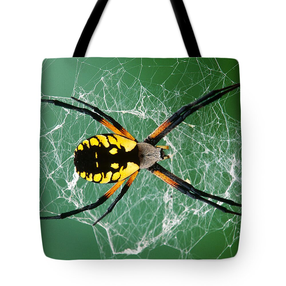 Arachnid Tote Bag featuring the photograph Black-and-yellow Argiope Spider #1 by Michael Lustbader