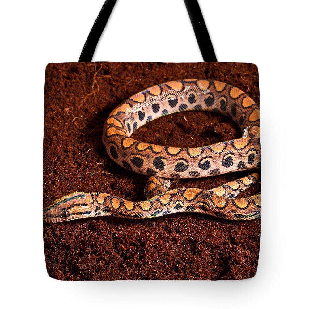 Animal Tote Bag featuring the photograph Brazilian Rainbow Boa #1 by David Kenny