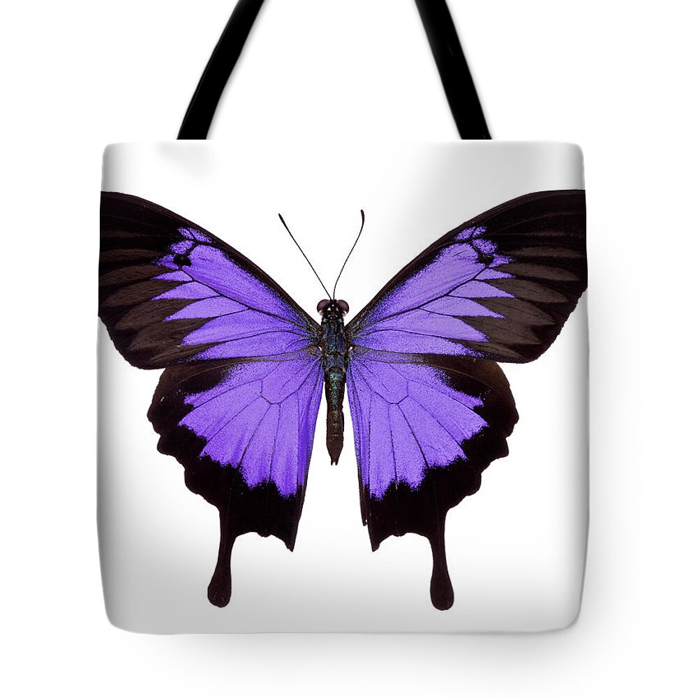 White Background Tote Bag featuring the photograph Butterfly #1 by Liliboas