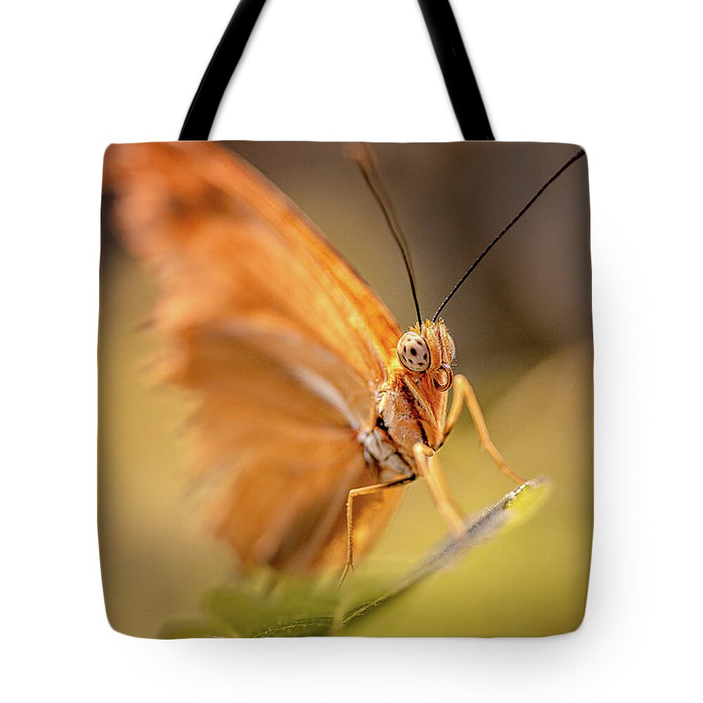 Butterfly Tote Bag featuring the photograph Butterfly Moth #1 by John Randazzo