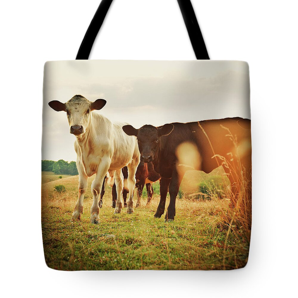 Grass Tote Bag featuring the photograph Cattle Grazing In A Small Valley #1 by Thepalmer