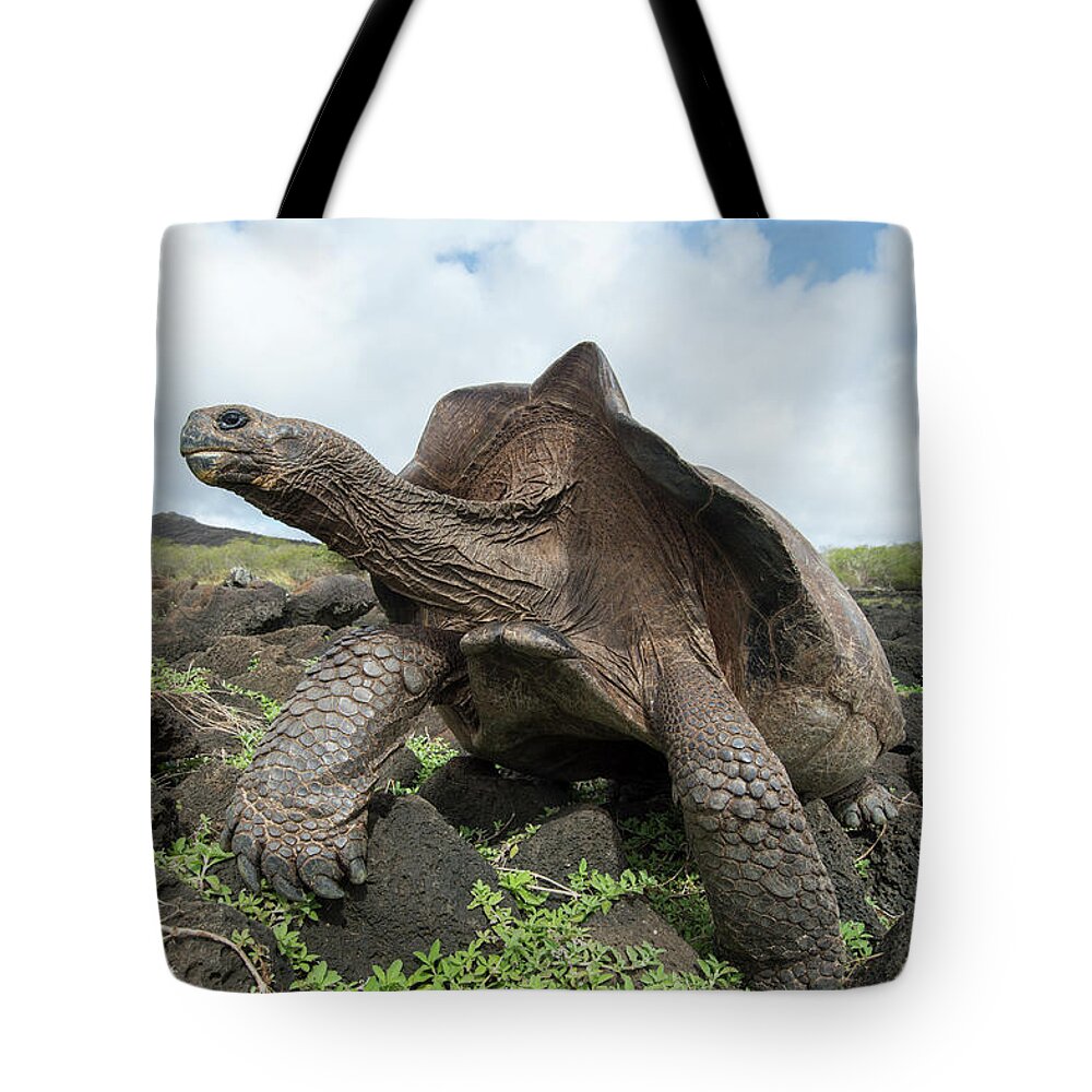 Animals Tote Bag featuring the photograph Chatham Island Tortioise, Galapagos #1 by Tui De Roy