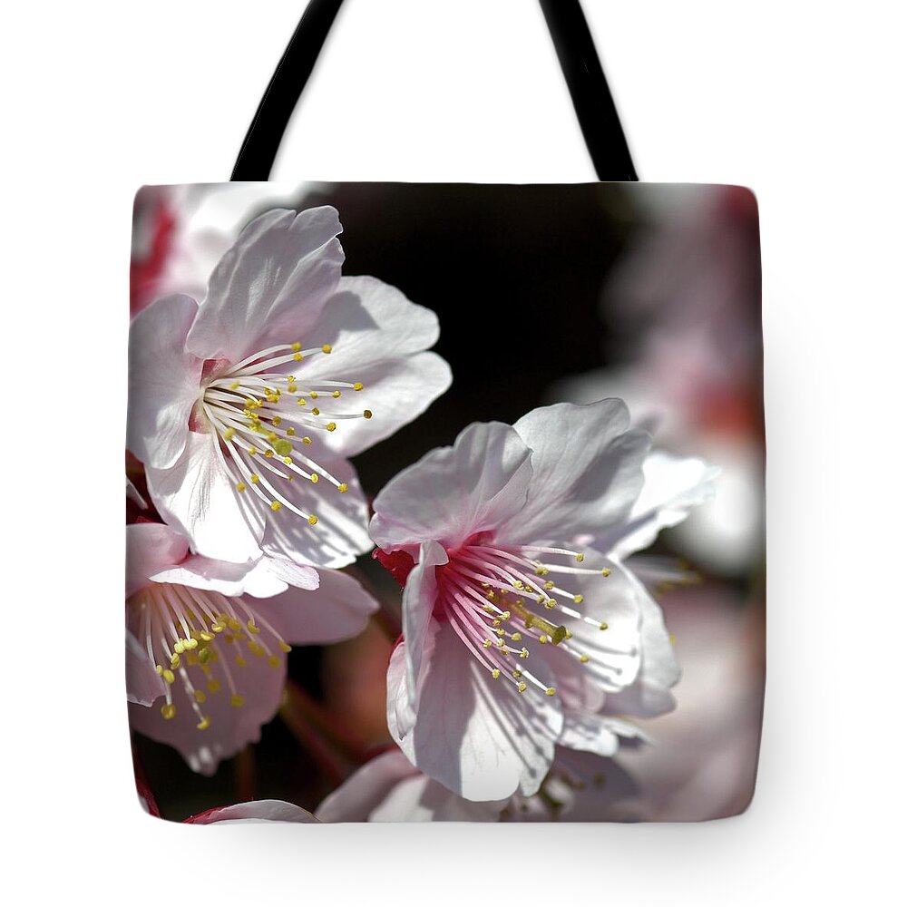 Petal Tote Bag featuring the photograph Cherry Blossoms #1 by I Love Photo And Apple.