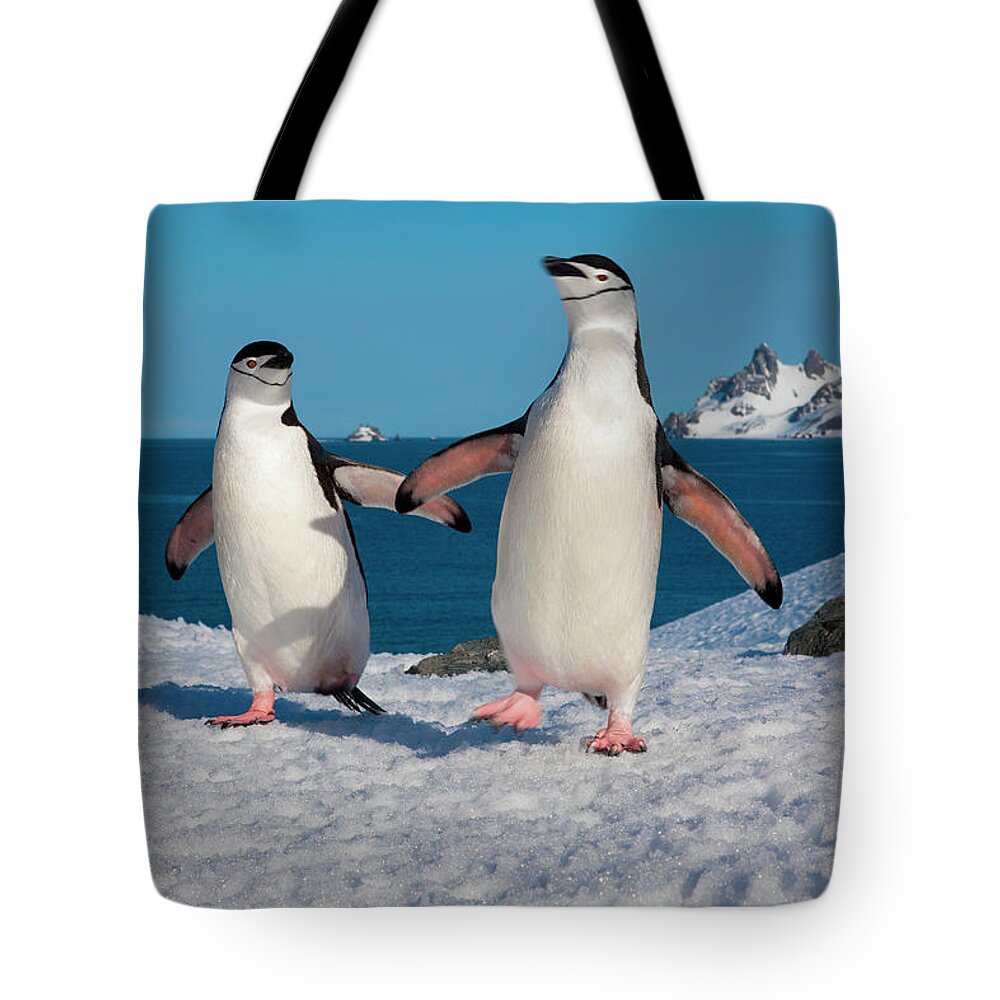 South Shetland Islands Tote Bag featuring the photograph Chinstrap Penguins, Half Moon Island #1 by Mint Images/ Art Wolfe