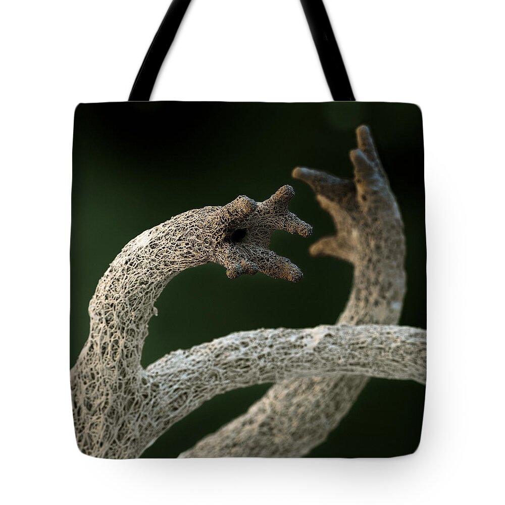 Algae Tote Bag featuring the photograph Cladonia Portentosa #1 by Meckes/ottawa