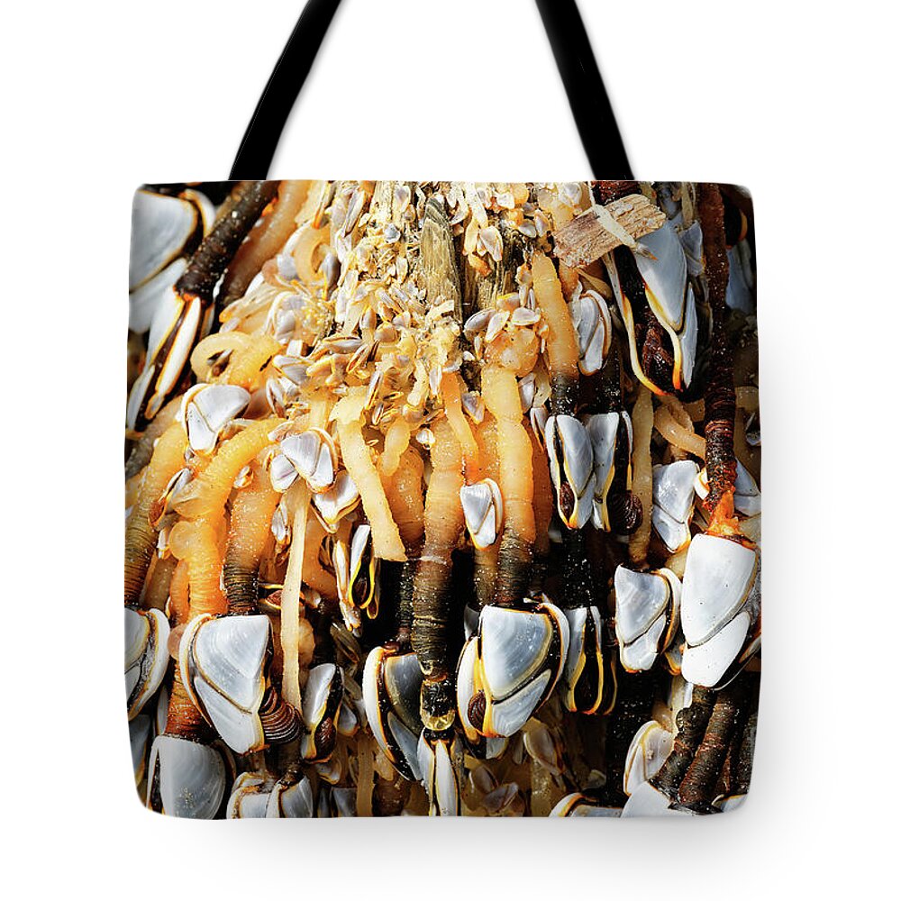 Goose Barnacles Tote Bag featuring the photograph Close up Gooseneck Barnacles Lepas anatifera attached to driftwo #1 by Robert C Paulson Jr