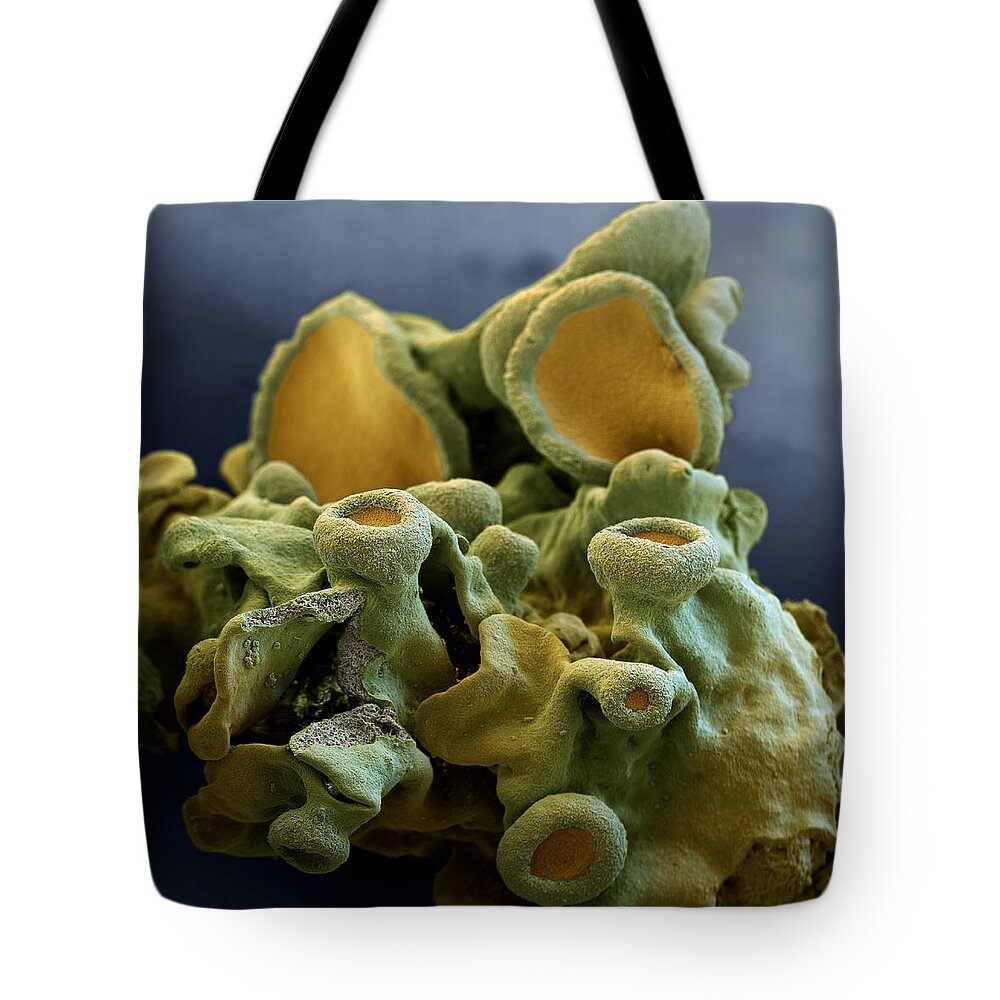 Algae Tote Bag featuring the photograph Common Orange Lichen by Meckes/ottawa