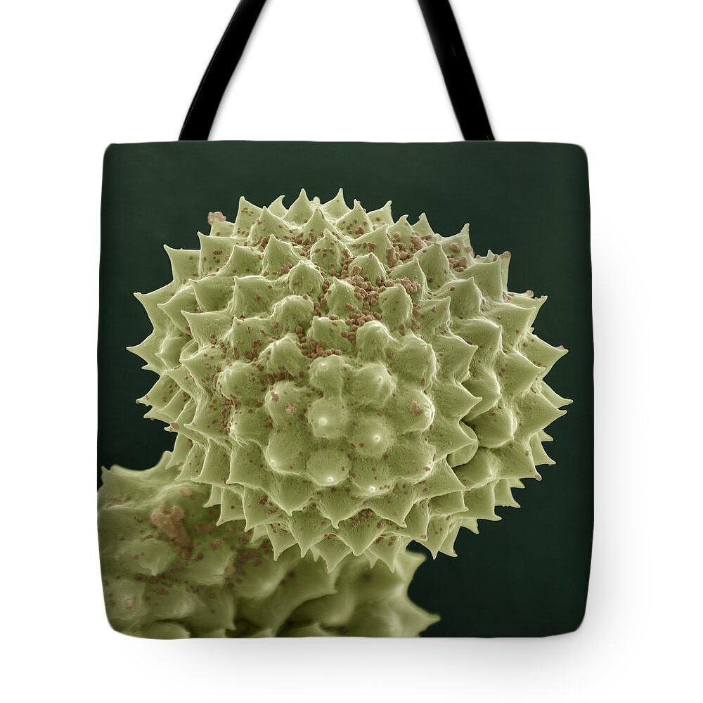 Allergen Tote Bag featuring the photograph Common Ragweed by Meckes/ottawa