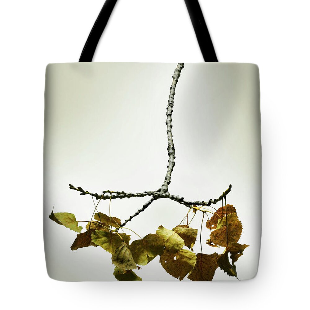 Aging Process Tote Bag featuring the photograph Fallen Dried Branch #1 by Renold Zergat