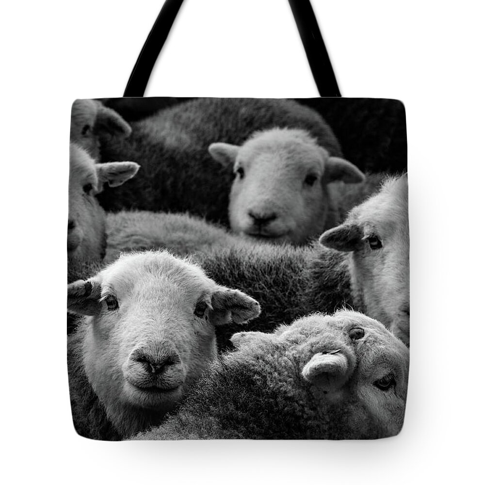 Herdwick Sheep Tote Bag featuring the mixed media Flock Of Herdwicks by Smart Aviation
