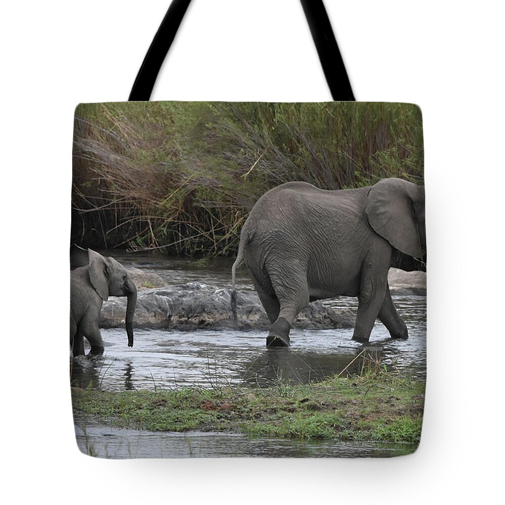 Elephants Tote Bag featuring the photograph Following Mom #1 by Ben Foster