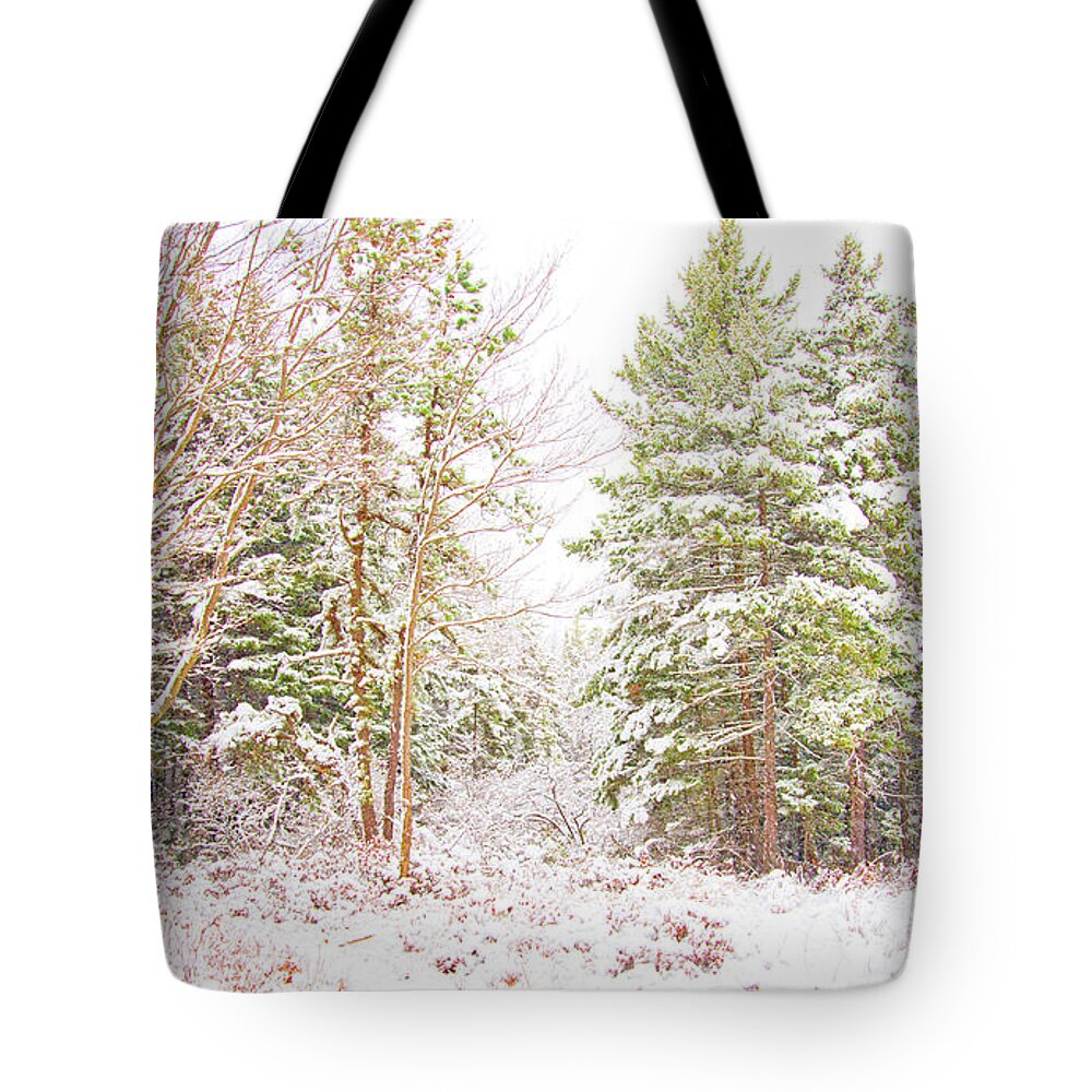Forest Tote Bag featuring the photograph Forest Edge in Snow, Pocono Mountains, Pennsylvania #2 by A Macarthur Gurmankin