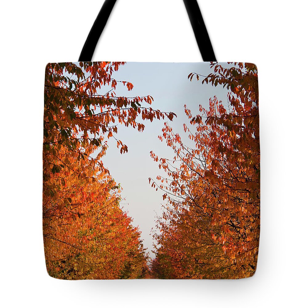 Tranquility Tote Bag featuring the photograph Germany, Baden Wuerttemberg, Stuttgart #1 by Westend61