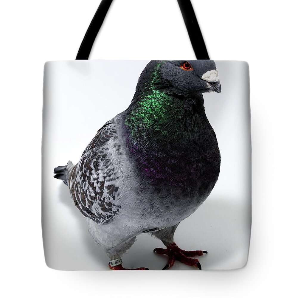 Pigeon Tote Bag featuring the photograph Giant Show Homer #1 by Nathan Abbott