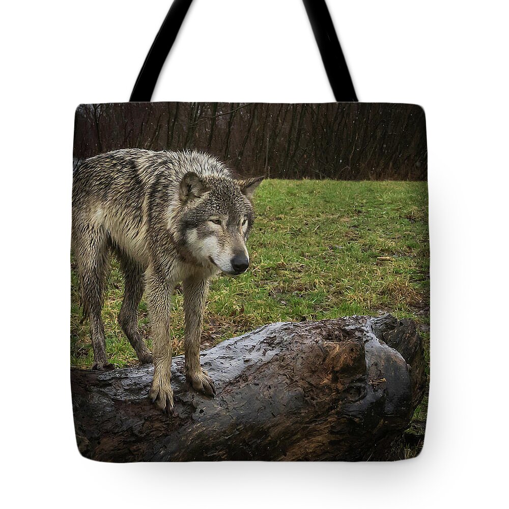 Wolf Wolves Tote Bag featuring the photograph Hangin on the Log #1 by Laura Hedien