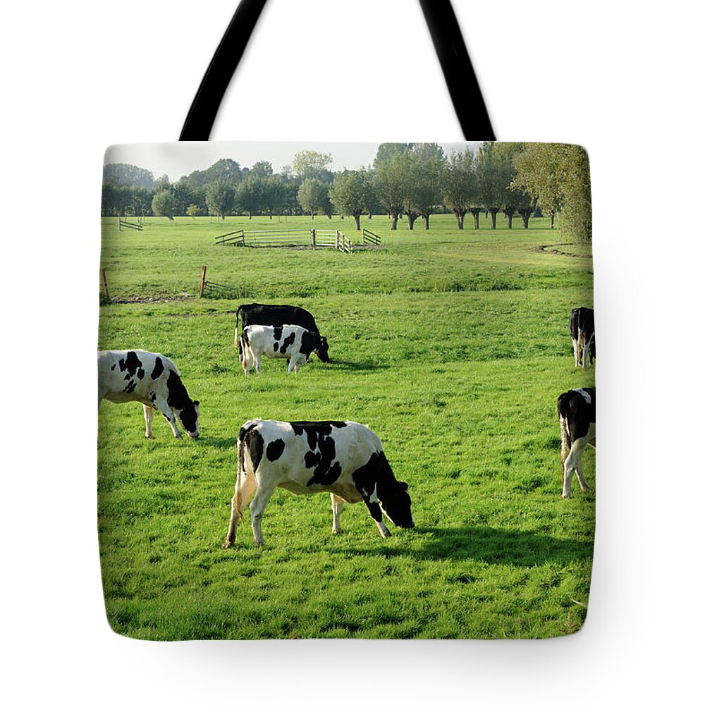 Scenics Tote Bag featuring the photograph Holstein Cows In A Meadow by Vliet