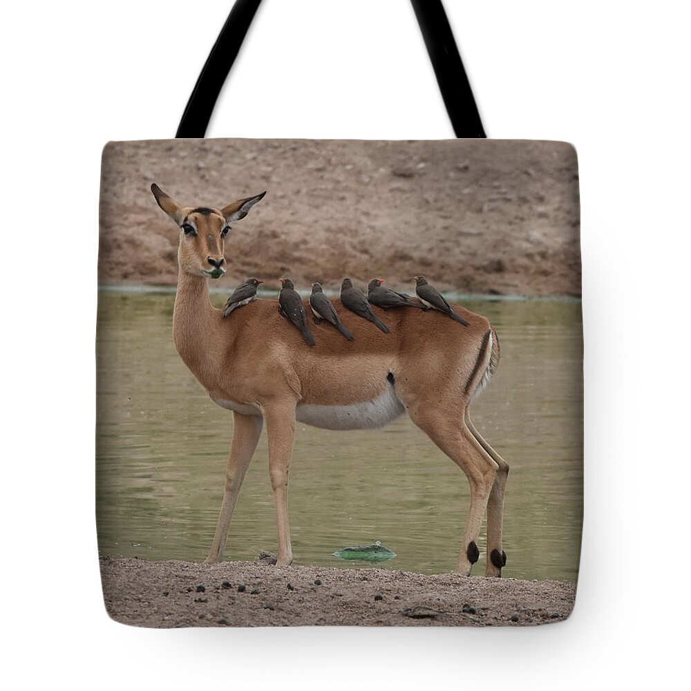 Impala Tote Bag featuring the photograph Impala with Oxpeckers by Ben Foster