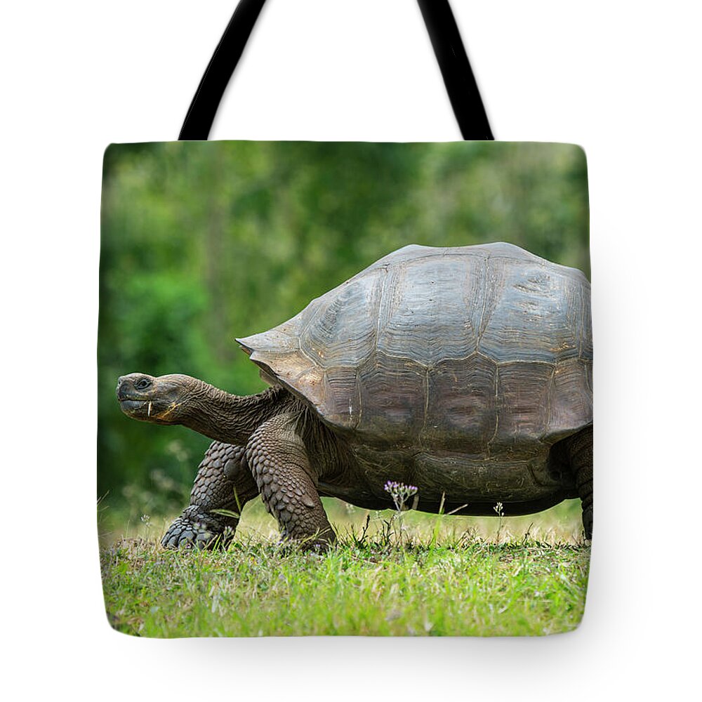 Animals Tote Bag featuring the photograph Indefatigable Island Tortoise #1 by Tui De Roy