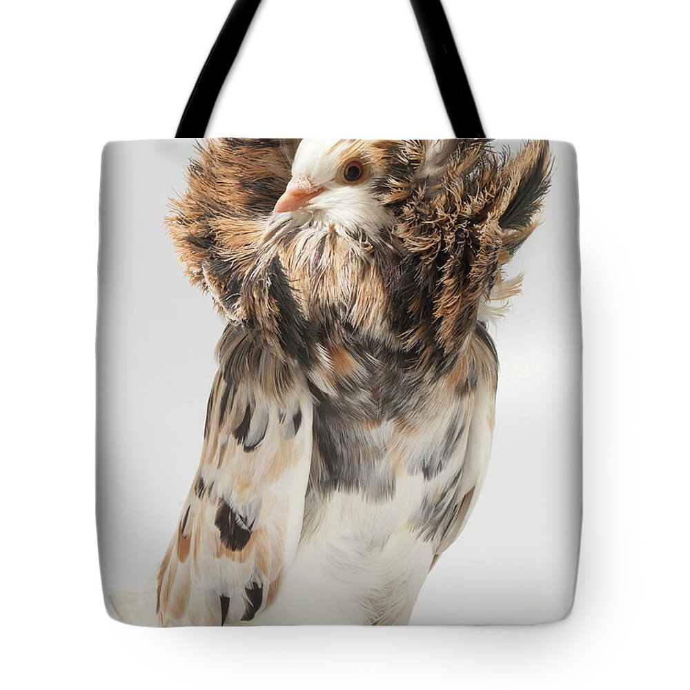 Bird Tote Bag featuring the photograph Jacobin Pigeon #1 by Nathan Abbott