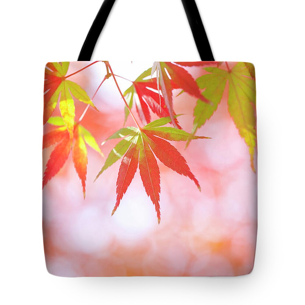 Outdoors Tote Bag featuring the photograph Japanese Maple Tree In Autumn #1 by Mizuki/a.collectionrf
