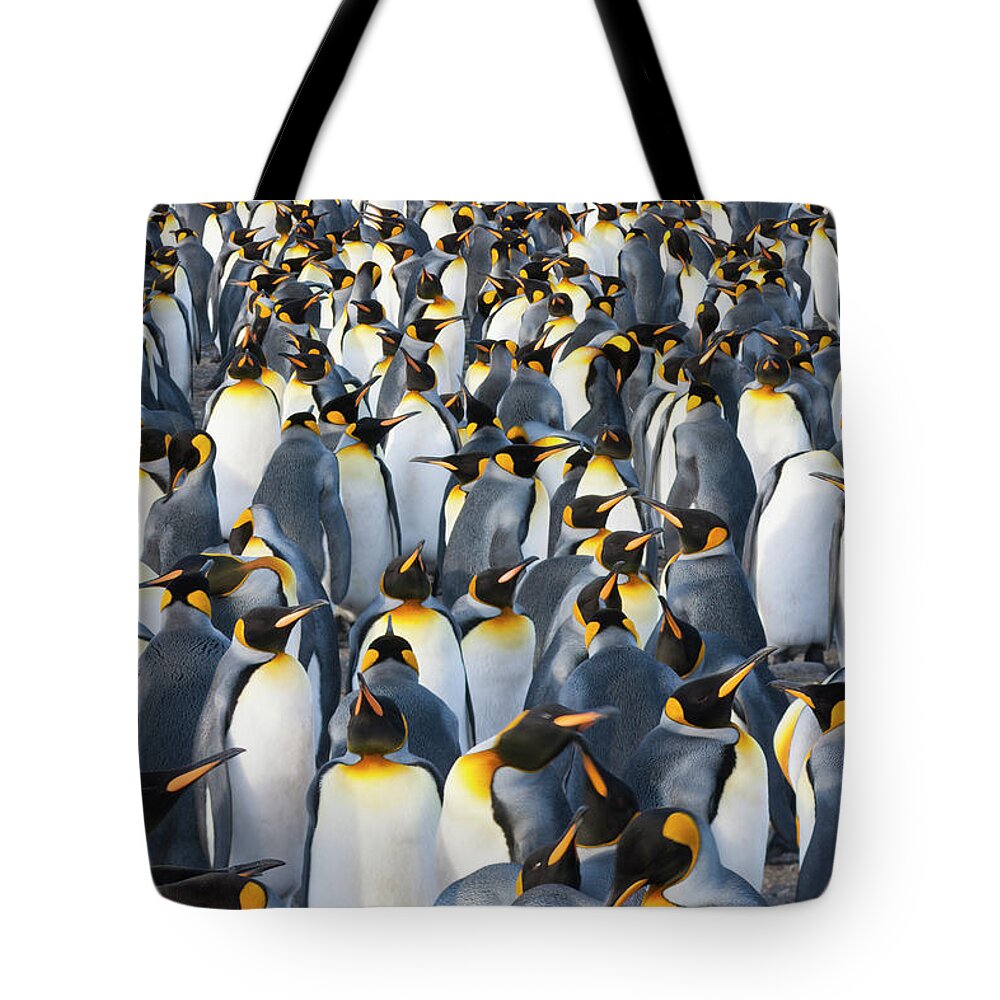 Vertebrate Tote Bag featuring the photograph King Penguins, Aptenodytes Patagonicus #1 by Mint Images - Art Wolfe
