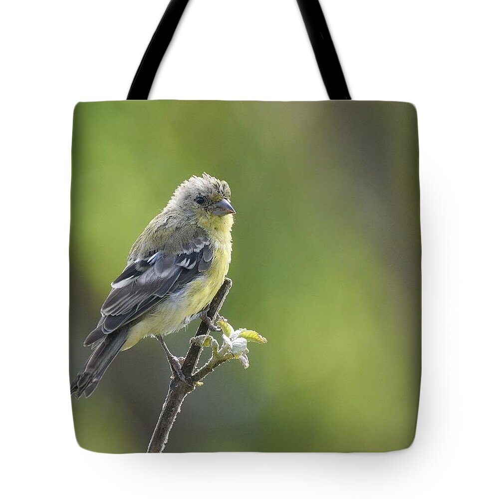 Lesser Goldfinch Tote Bag featuring the photograph Lemon Lime #1 by Fraida Gutovich