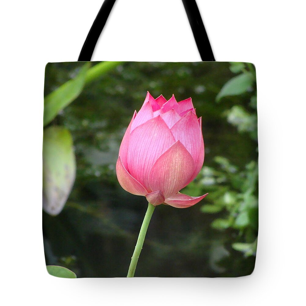 East Lake Pink Lotus Tote Bag featuring the photograph Lotus Blossom #1 by Anthony Seeker