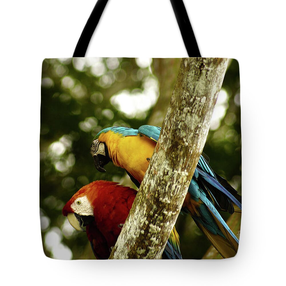 Macaw Tote Bag featuring the photograph Macaws #1 by Cassandra Buckley