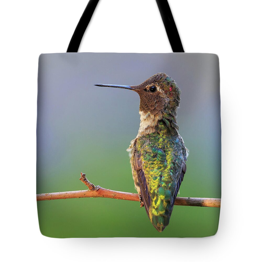 Animal Tote Bag featuring the photograph Midsummer Night's Dream V - Male Anna's Hummingbird by Briand Sanderson