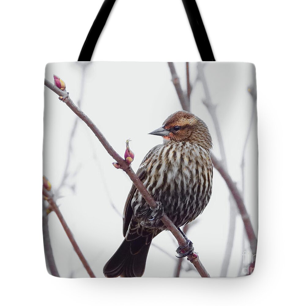 Song Sparrow Tote Bag featuring the photograph Natures Beauty #1 by Scott Cameron