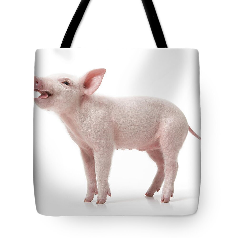 Pig Tote Bag featuring the photograph Piglet #1 by Fuse