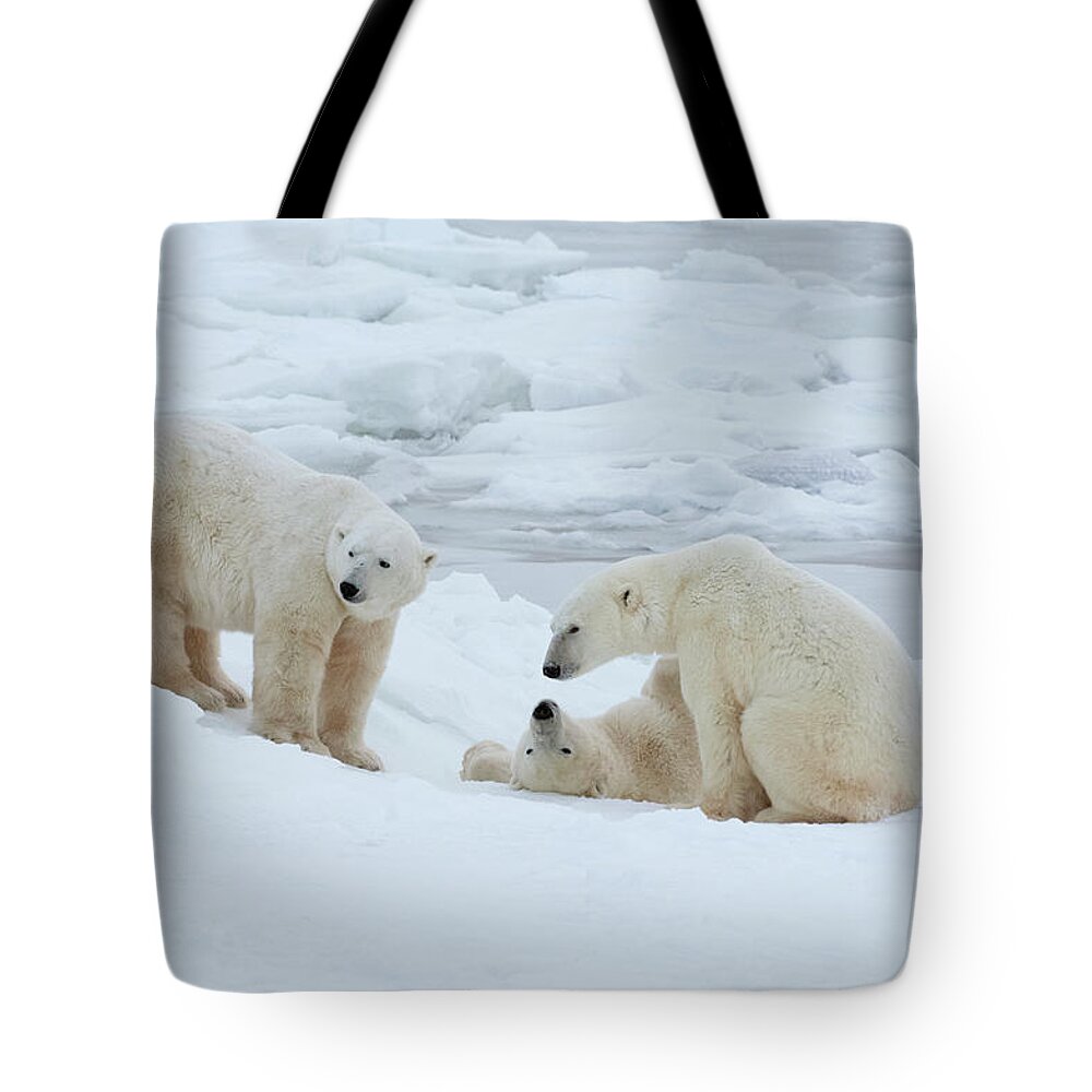 Bear Cub Tote Bag featuring the photograph Polar Bears In The Wild. A Powerful by Mint Images - David Schultz