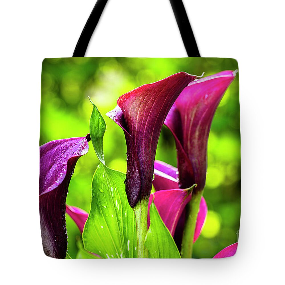 Araceae Tote Bag featuring the photograph Purple Calla Lily Flower by Raul Rodriguez