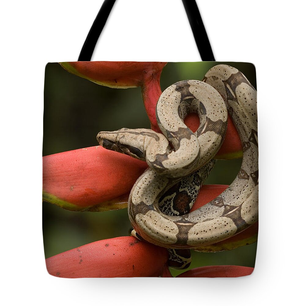 Amazon Fauna Tote Bag featuring the photograph Red-tailed Boa Boa Constrictor #1 by Michael Lustbader